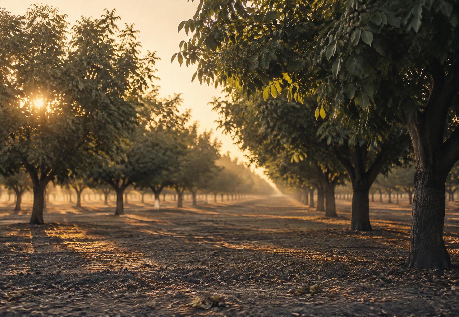 Rows of walnut trees in a Central Valley orchard at golden hour